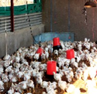 Chicken Farming Project South Africa